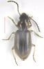 Acupalpus sp.